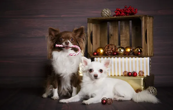 Собаки, шарики, Рождество, подарки, Новый год, ящик, парочка, чихуахуа
