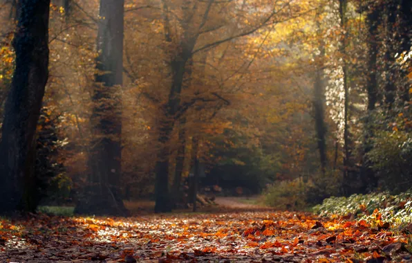 Картинка дорога, осень, листья