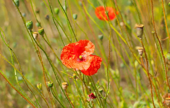 Red, flower, field, poppy, meadow