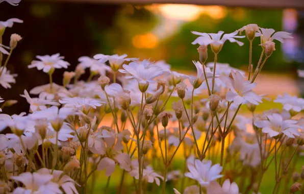 Весна, Цветочки, Flowers, Spring, Ясколка