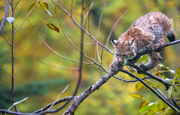 Кошка, ветки, природа, поза, фон, дерево, рысь