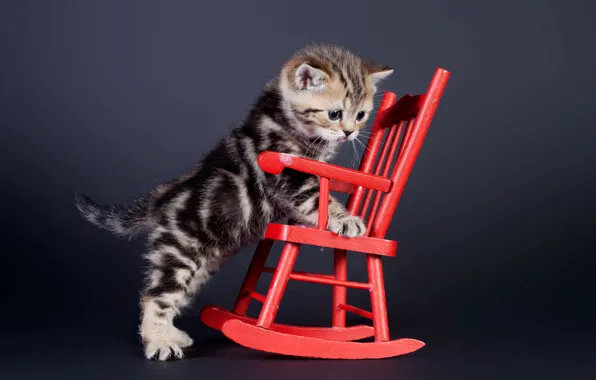 Картинка кошка, взгляд, стул