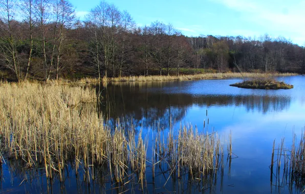 Trees, water, park, lake