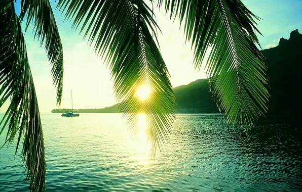 Rays, sun, Seychelles, palm, trough