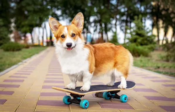 Картинка dog, animal, board, cute, active, adorable, cardigan, corgi