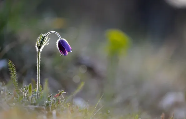 Макро, цветы, природа