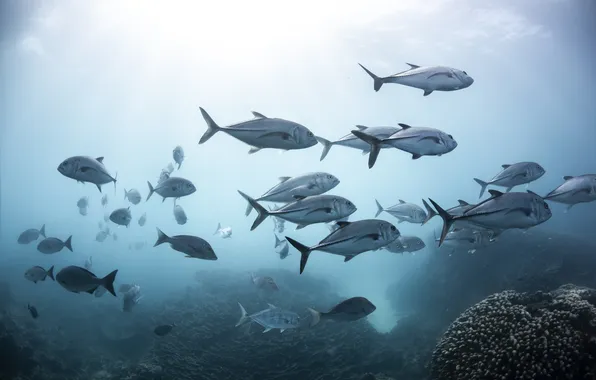Sea, ocean, fish, salt water, tuna