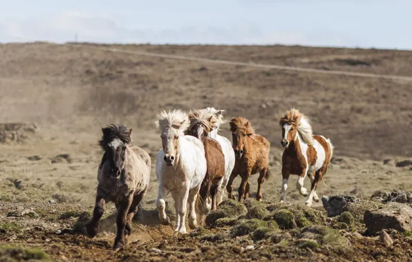 Road, horses, bokeh, fell