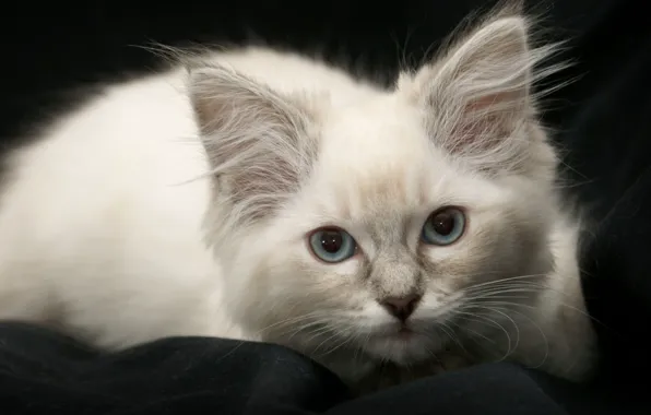 Кошка, белый, кот, взгляд, темный фон, котенок, портрет, рэгдолл