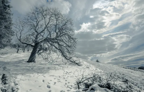 Картинка зима, поле, снег, пейзаж, дерево