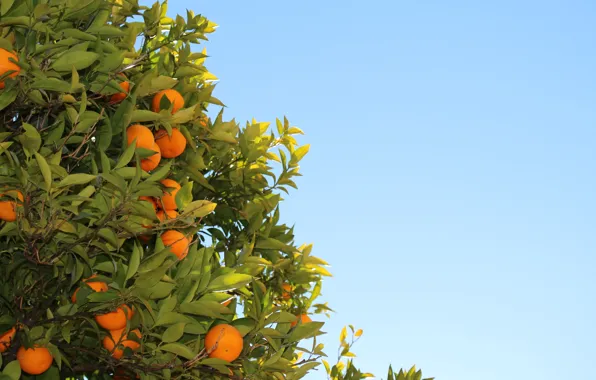 Картинка листья, дерево, апельсин, плоды