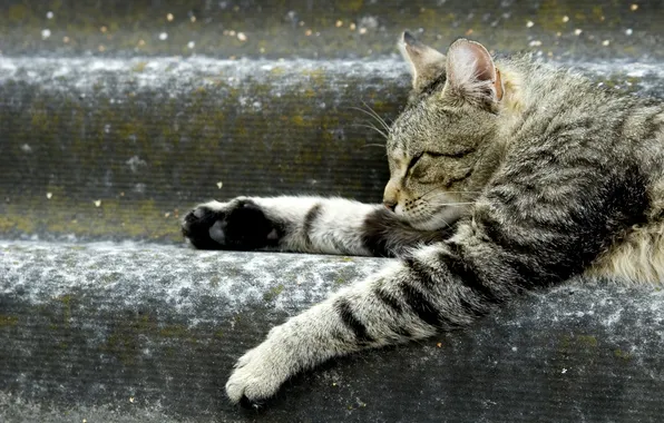 Картинка кот, животное, лапки, лежит, ступеньки, отдыхает