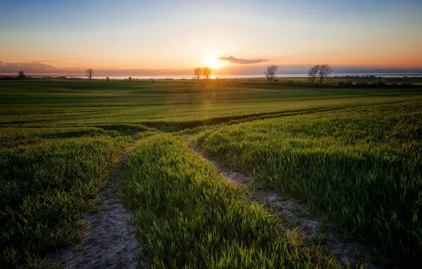 Дорога, поле, утро