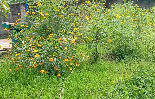 Grass field, garden flowers, flower background