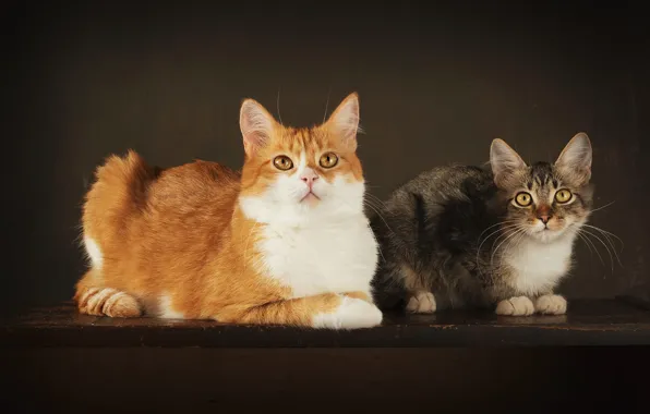 Взгляд, кошки, поза, темный фон, котенок, стол, серый, рыжий