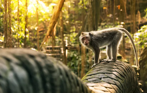 Картинка Обезьяна, Бали, Индонезия, Хвост, Bali, Indonesia, Убуд, Ubud Monkey Forest