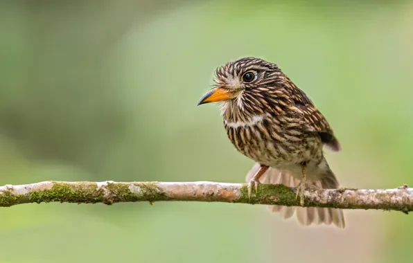 Картинка зелень, ветки, фон, птица, боке, бурая пуховка, White-chested Puffbird, Malacoptila fusca
