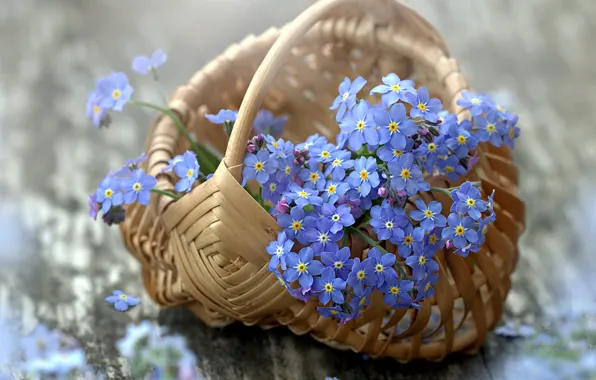 Картинка цветы, голубой, букет, натюрморт, боке, незабудки, корзиночка