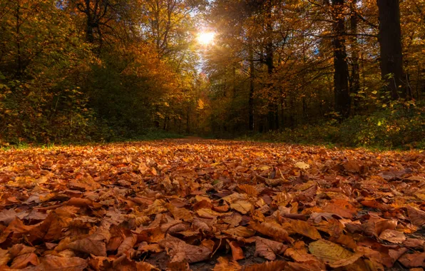 Картинка осень, лес, листья, деревья, листва