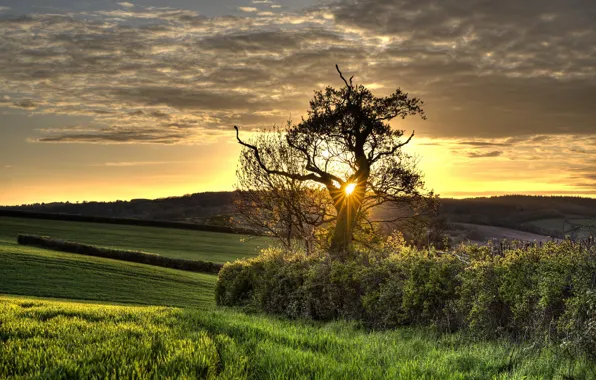 Картинка небо, трава, природа, утро