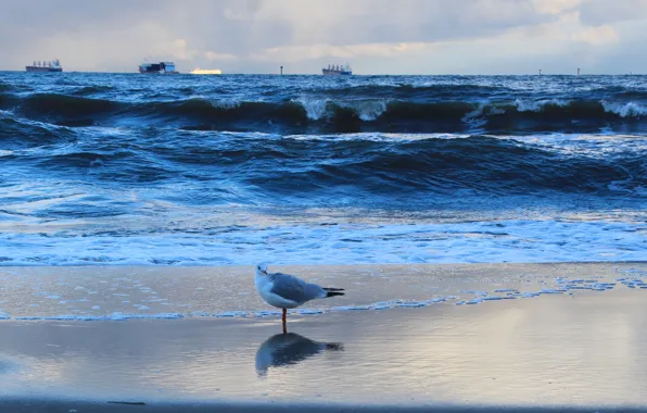 Beach, sea, ocean, water, seagull