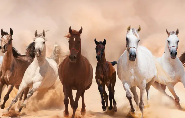 Картинка кони, пыль, лошади, бег, панорама, табун, аллюр