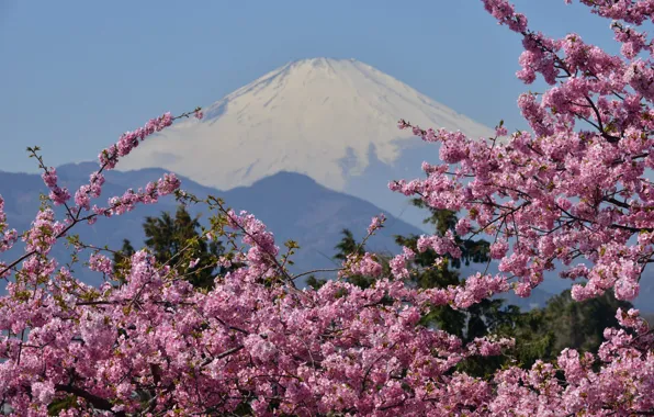 Картинка гора, вулкан, сакура, Japan, цветение, Mount Fuji, Фудзияма