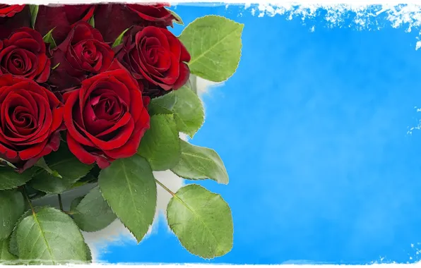 Red, sky, blue, roses