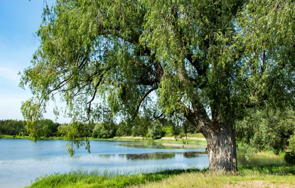 Лето, деревья, пруд, Россия, Калининградская область, Вишнёвое