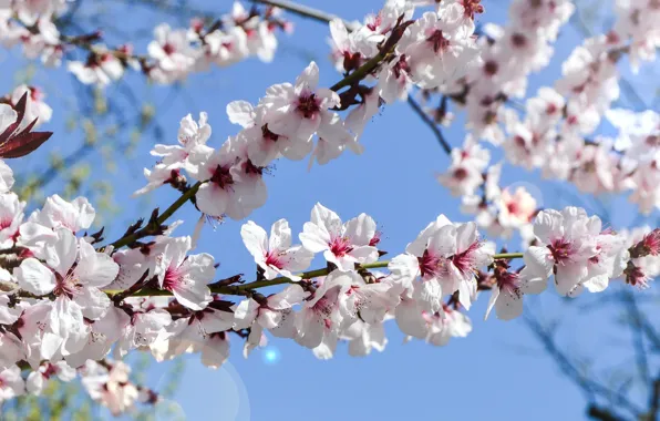 Картинка небо, весна, сад, цветение