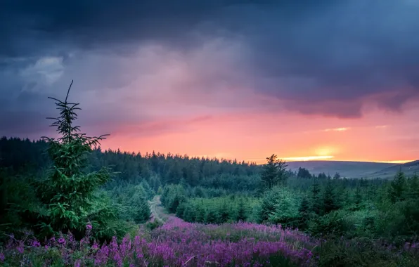 Картинка лес, закат, природа