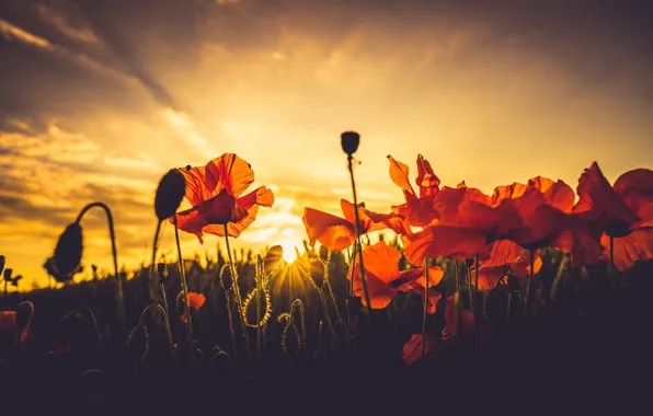Картинка лето, закат, маки