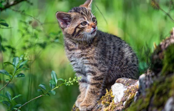 Зелень, язык, кошка, кот, взгляд, природа, поза, зеленый