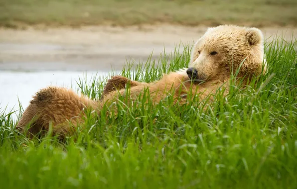 Картинка трава, Медведь, гризли