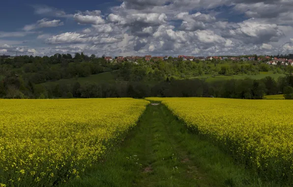 Дорога, поле, небо, облака, деревья, цветы, путь, холмы