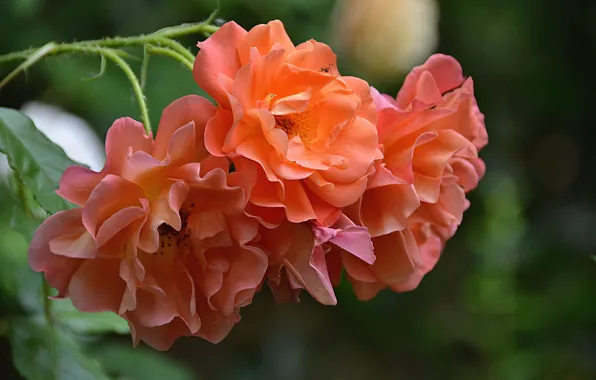 Картинка Розы, Roses, Orange roses