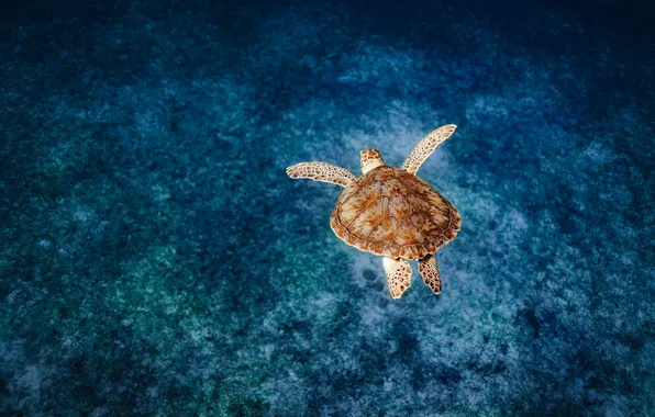Картинка beach, animals, sea, nature, blue, water, blue background, shells