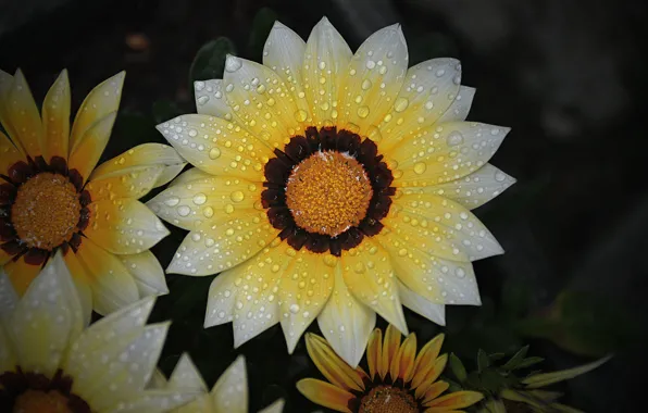 Картинка Макро, Капли, Macro, Drops, Желтый цветок, Yellow flower