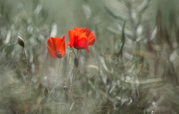 Лето, природа, маки