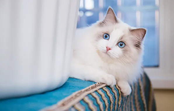 Кошка, кот, взгляд, поза, мордашка
