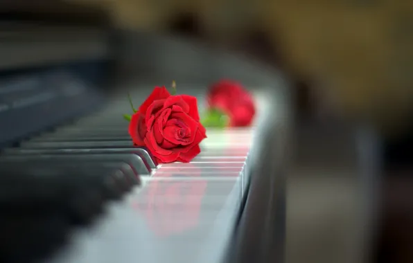 Картинка стиль, роза, бутон, клавиатура, красная роза, пианино, боке