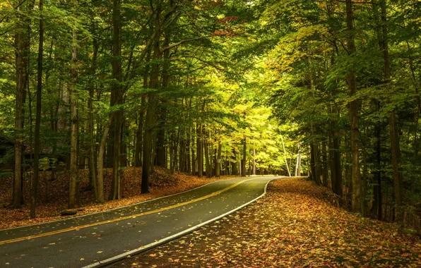 Дорога, осень, лес, листья, деревья, штат Нью-Йорк, Государственный Парк Летчворт, Letchworth State Park