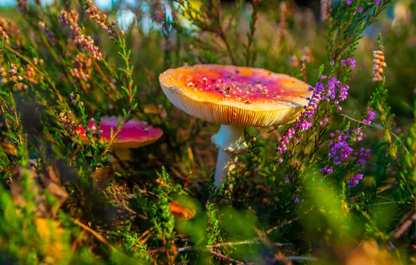 Поляна, грибы, мухоморы