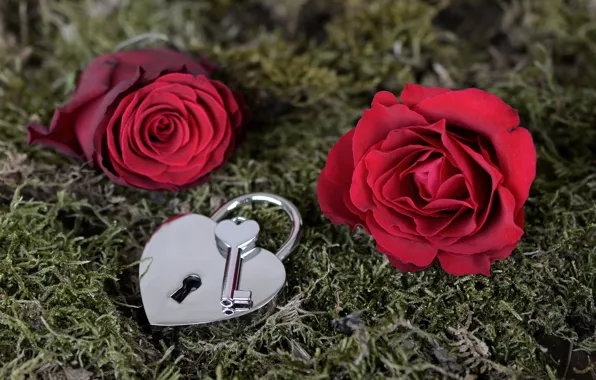 Цветы, замок, роза, ключ, Valentine's Day