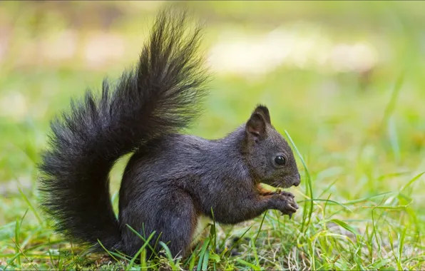 Картинка лето, природа, животное, белка
