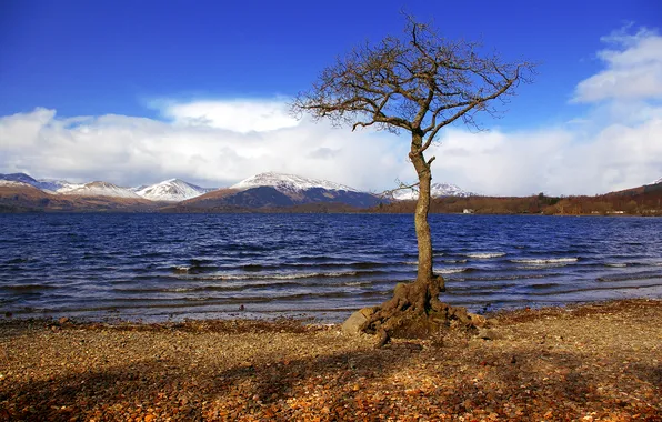 Небо, горы, озеро, дерево, Шотландия, Лох-Ломонд