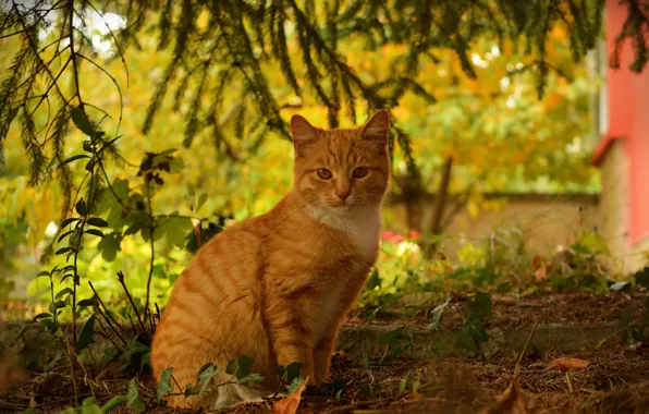 Кошка, Осень, Autumn, Cat