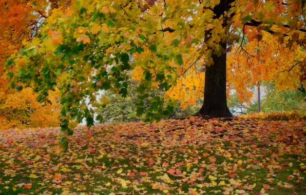 Картинка осень, деревья, листва