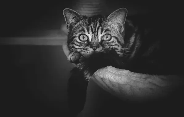 Кошка, кот, взгляд, темный фон, котенок, лежит, мех, мордашка