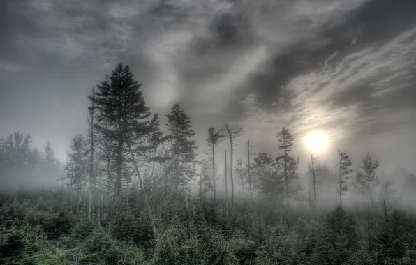 Картинка лес, солнце, деревья, туман